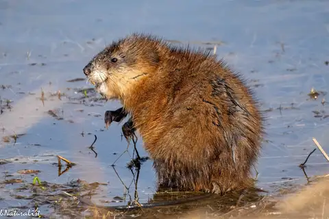 Muskrat