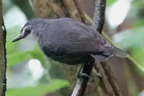 Lunulated Antbird