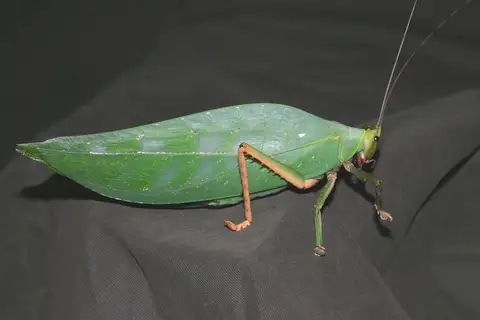 Onomarchus uninotatus