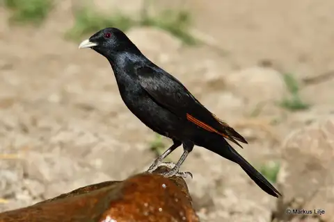 White-billed Starling