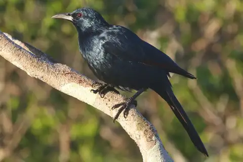 Socotra Starling