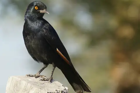 Pale-winged Starling