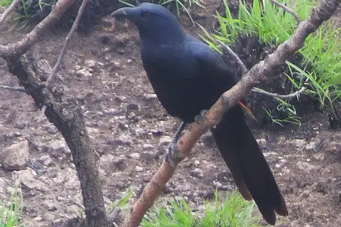 Neumann's Starling
