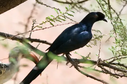 Bristle-crowned Starling