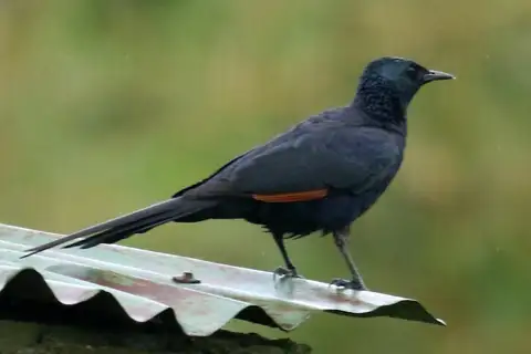 Slender-billed Starling