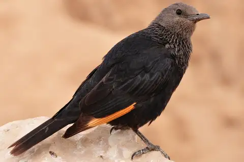Tristram's Starling
