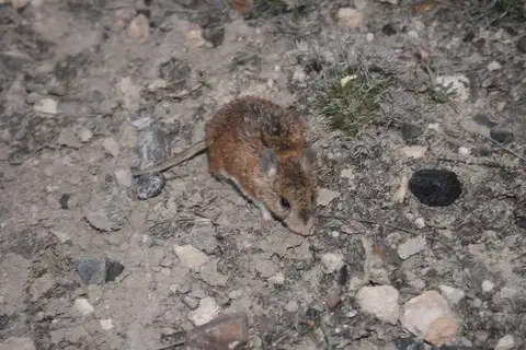 Chihuahuan Grasshopper Mouse