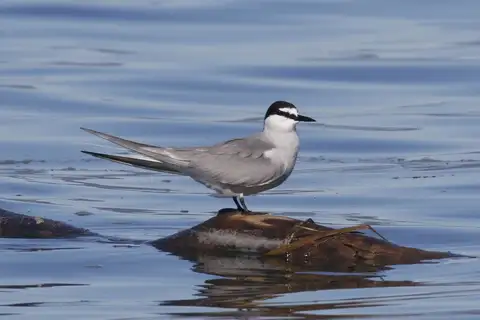 Aleutian Tern