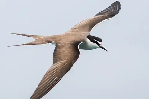 Bridled Tern