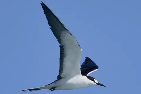 Sooty Tern