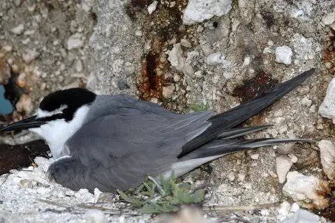 Spectacled Tern