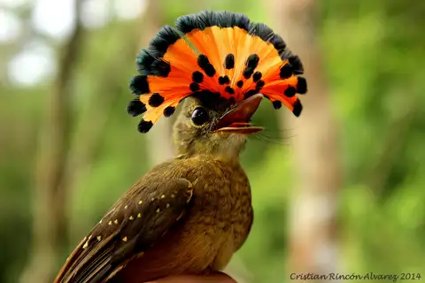 Tropical Royal Flycatcher