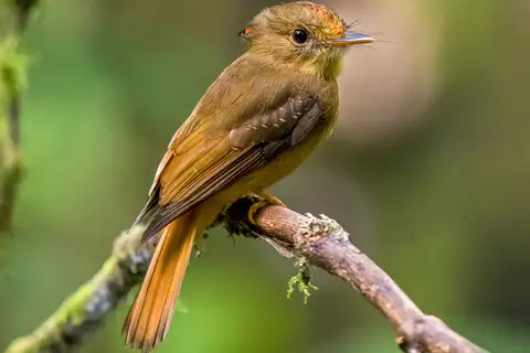 Atlantic Royal Flycatcher