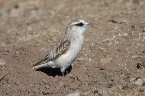 White-rumped Snowfinch
