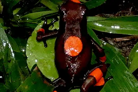 Harlequin Poison Frog