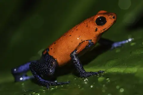 Strawberry Poison Dart Frog