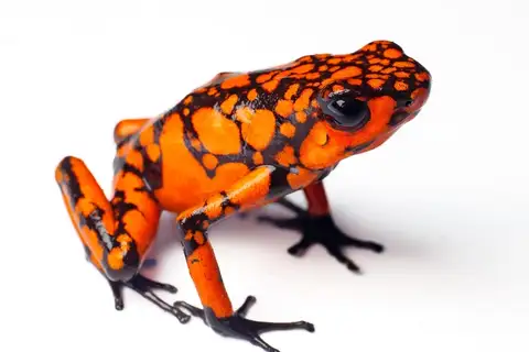 Chocó Poison Dart Frog