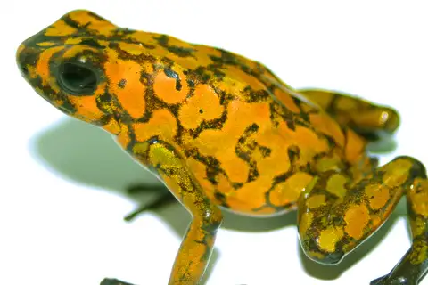 Little Devil Poison Frog