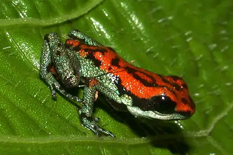 Vicente's Poison Frog
