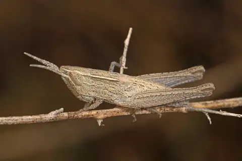 Obscure grasshopper