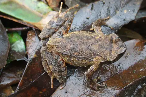 Narrow-mouthed Horned Toad