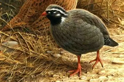 Himalayan Quail