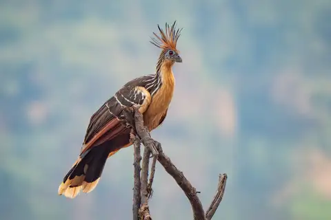 Hoatzin