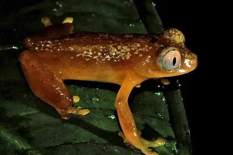 Gray-eyed Frog