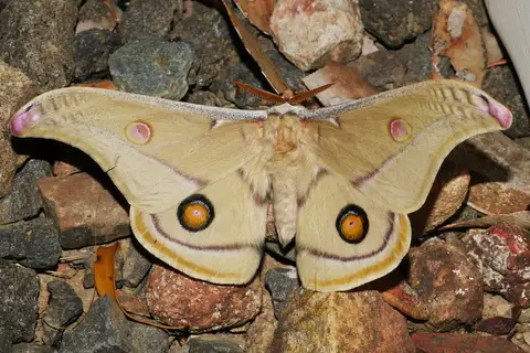 Emperor Gum Moth