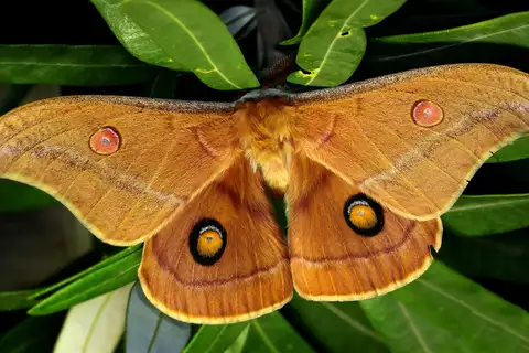Helena Gum Moth