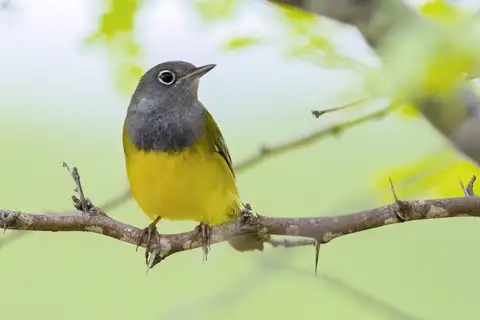 Connecticut Warbler