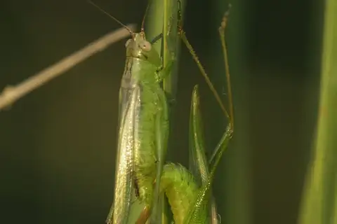 Agile Meadow Katydid