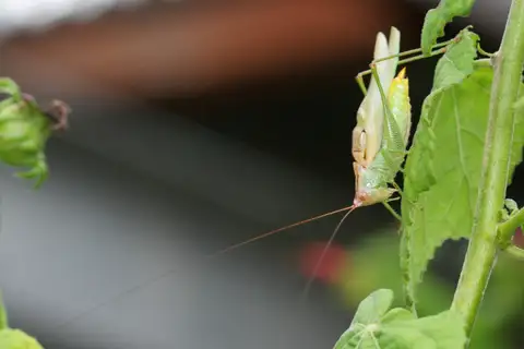 Texas Meadow Katydid