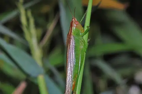 Dusky-faced Meadow Katydid