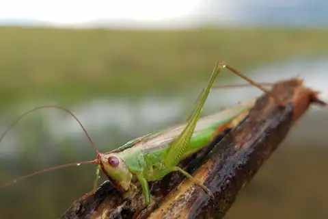 Stripe-faced Meadow Katydid