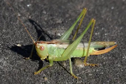Delicate Meadow Katydid