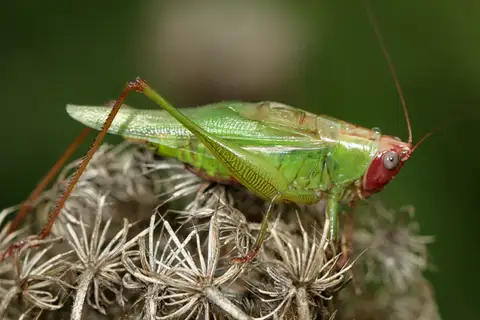 Red-headed Meadow Katydid