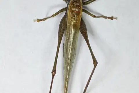 Seaside Meadow Katydid