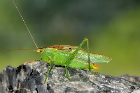 Gladiator Meadow Katydid
