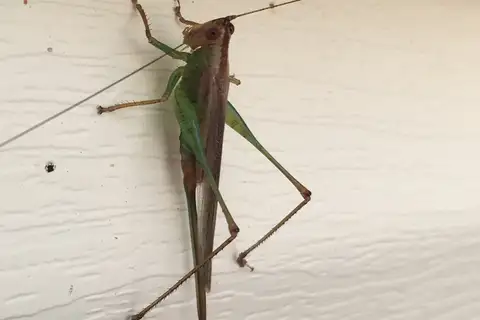 Military Meadow Katydid