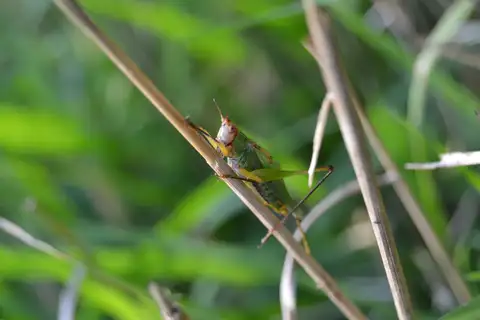 Black-legged Meadow Katydid