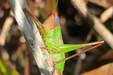 Handsome Meadow Katydid
