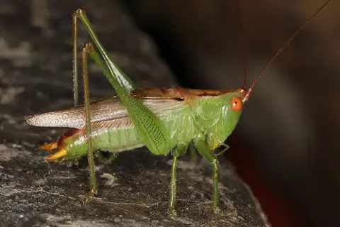 Long-spurred Meadow Katydid