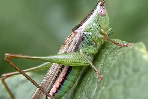 Arizona Meadow Katydid