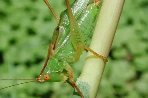 Common Meadow Katydid