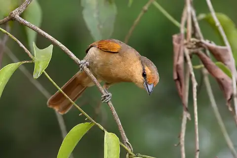 Brown Tanager