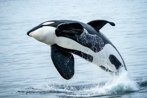 Orca