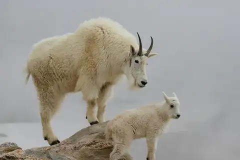 Mountain Goat