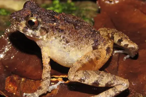 La Paz Robber Frog