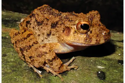 Common Big-headed Frog
